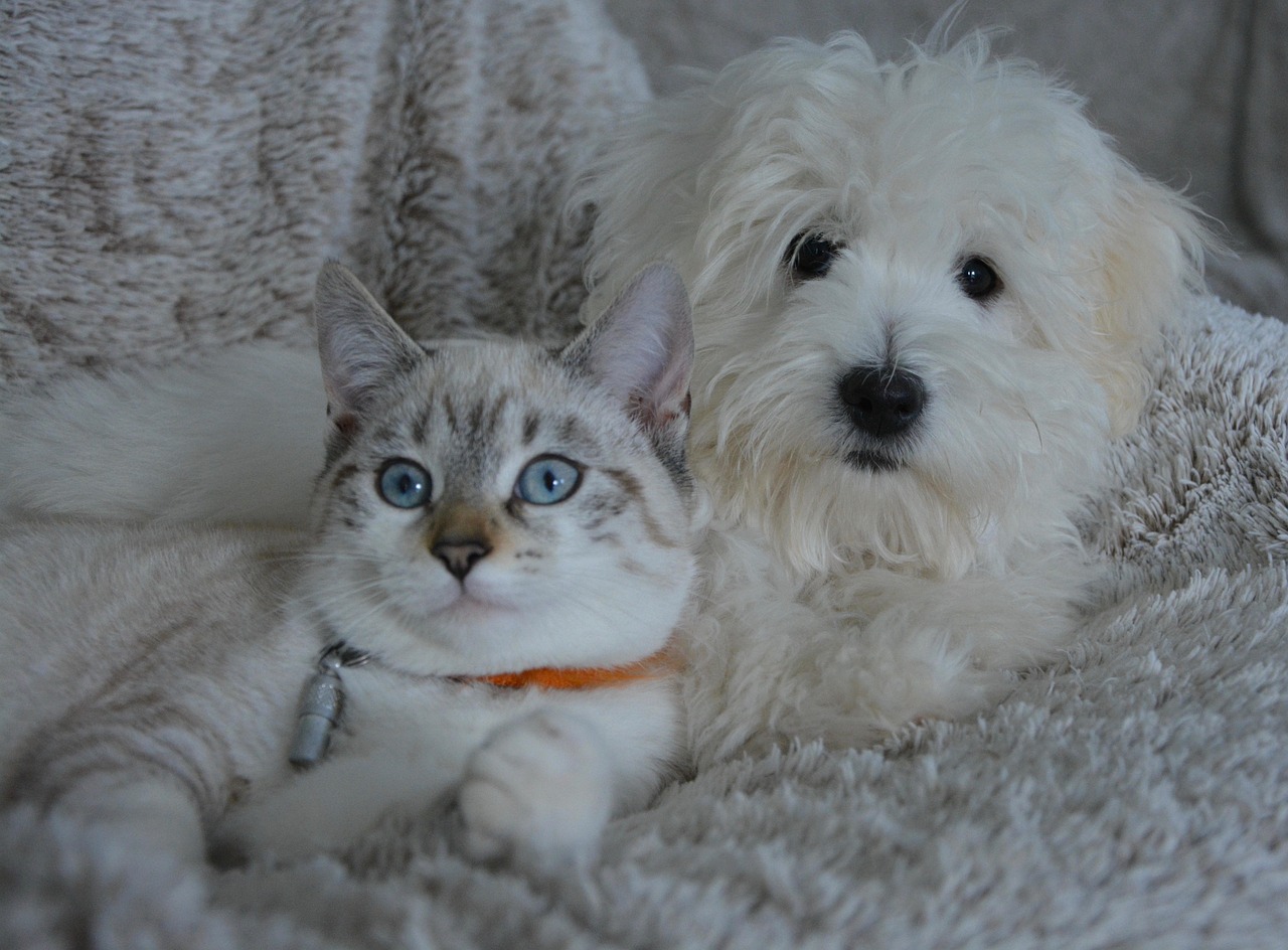dog, cat, animals, dog cat, animal, domestic animal, pets, white fur, cute, complicity, little dog, pet, doggie, nature, female